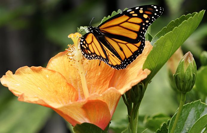 A monarch butterfly lands on a hibiscus flower in Virginia. 