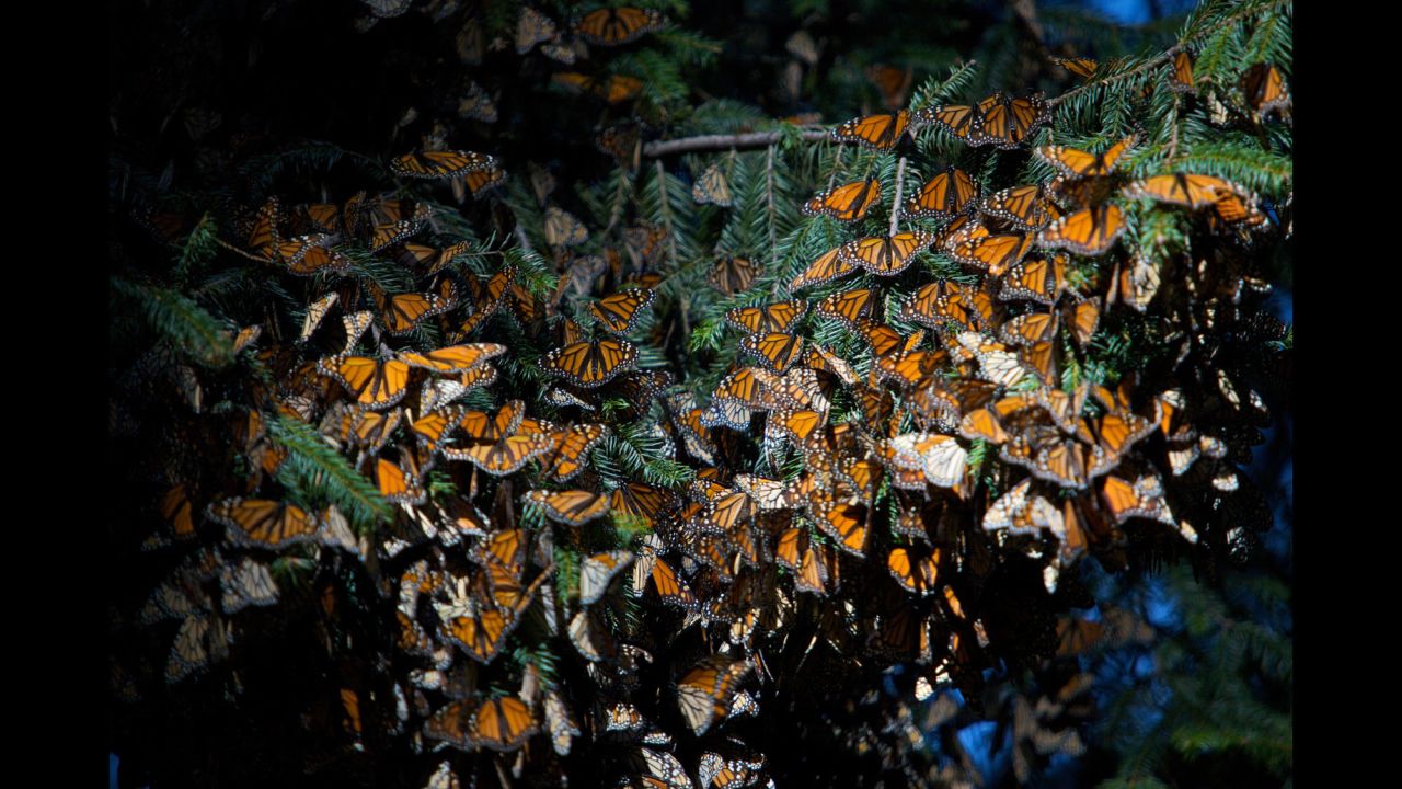 Monarch Butterfly Biosphere Reserve in El Rosario in Mexico. 