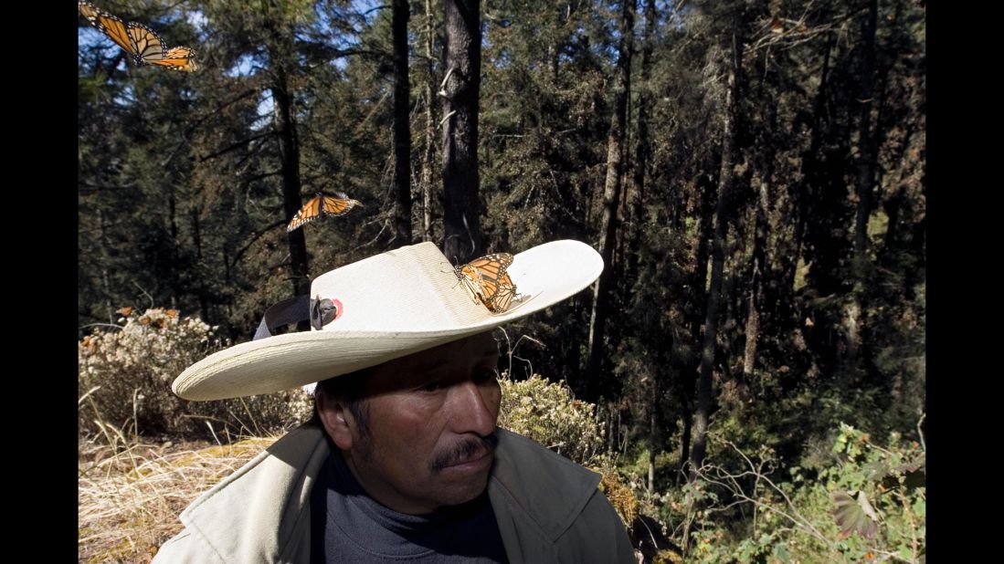 Millions of monarch butterflies arrive each year to breed in the Oyamel forest in Angangueo, after traveling more than 4,500 kilometers from the United States and Canada.  