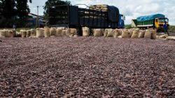 Freshly-harvested cocoa beans are spread out to dry in the sun