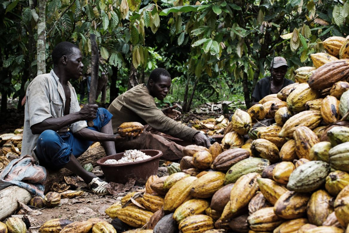 Workers harvest the pods and split them open with machetes, removing the cocoa beans, which are coated in a white fruity pulp.