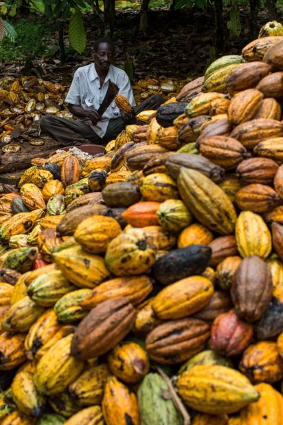 More than a third of the world's cocoa is grown in Ivory Coast, West Africa.