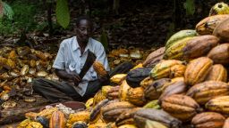 A cocoa plantation worker opens ripe cocoa pods with a machete