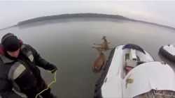 gopro deer hovercraft ice rescue _00002905.jpg