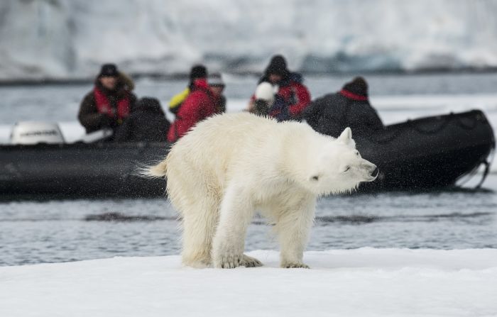 About 3,000 polar bears roam Svalbard, the northernmost stretch of Norway. To see them on foot, you're obliged to carry a rifle.