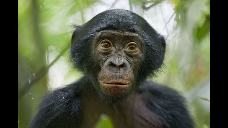 <strong>3rd Prize Nature Stories: </strong>A 5-year-old bonobo turns out to be the most curious individual of a wild group of bonobos near the Kokolopori Bonobo Reserve in the Democratic Republic of Congo. Despite being humans' closest living relatives, little is known about bonobos and their behavior in the wild in remote parts of the Congo basin. Bonobos are threatened by habitat loss and bush meat trade.
