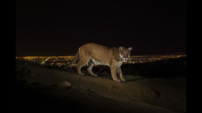 <strong>1st Prize Nature Stories:</strong> A cougar walking a trail in Los Angeles' Griffith Park is captured by a camera trap. To reach the park, which has been the cougar's home for the past two years, it had to cross two of the busiest highways in the U.S. 
