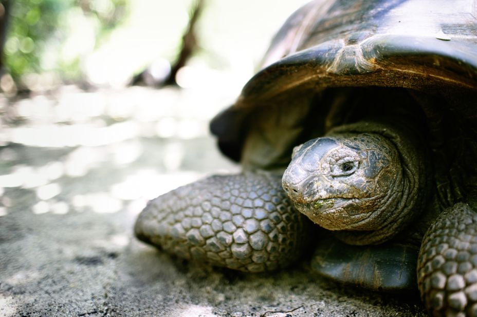 Giant tortoises, white and scarlet ibis, parrots, flamingos and rock iguanas have all been reintroduced.