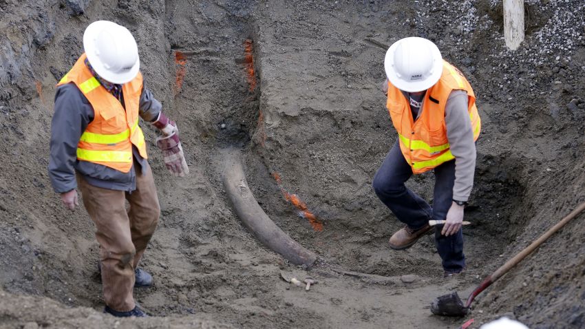 Researchers from the University of Washington's Burke Museum step around a fossilized mammoth tusk that was found earlier in the week Thursday, Feb. 13, 2014, in Seattle. In the crowded south Lake Union neighborhood where Amazon.com workers go out for espresso, an ice age mammoth died 10,000 years ago and remained until this week, when a plumbing contractor crew uncovered its tusk. Paleontologists with the Burke Museum are working with the building contractor to remove the tusk. (AP Photo/Elaine Thompson)