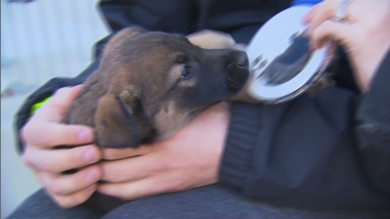 Gus Kenworthy puppy pkg_00004422.jpg