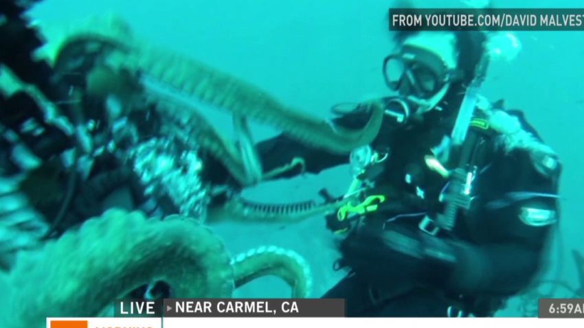 mxp octopus takes divers camera_00001219.jpg