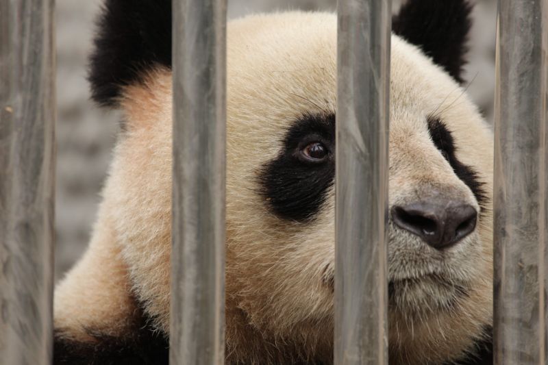 Panda dies in China's Zhengzhou Zoo, visitors allege mistreatment