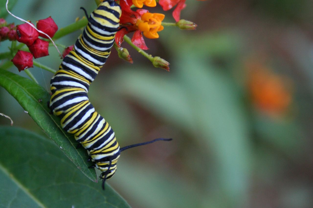 Monarch butterfly larva.