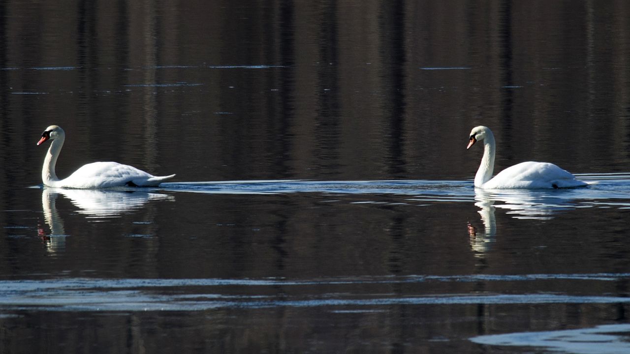 New York's plan to exterminate mute swans is a stupid idea, says Carl Safina. 