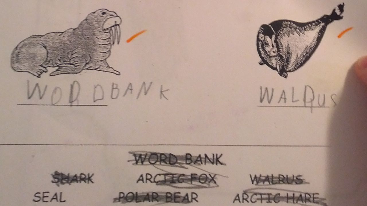 Jim Ruderer shared his son's schoolwork on Reddit, altering marine mammal nomenclature all over the Web, overnight.