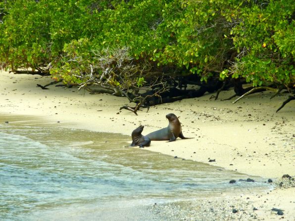 <a href="index.php?page=&url=http%3A%2F%2Fireport.cnn.com%2Fdocs%2FDOC-1093867">Freya Renders </a>vacationed on Isabela Island in May 2013. It's the largest island in the Galapagos. Venturing to the Galapagos Islands was on her bucket list, and an additional highlight was seeing all the wildlife there, like these two sea lions basking on the beach.  