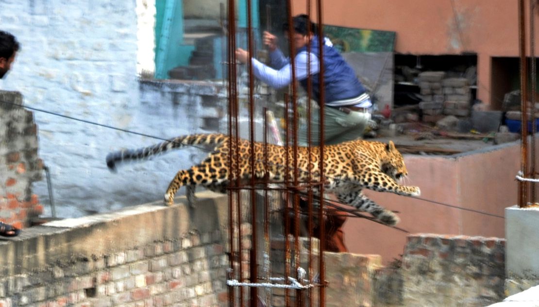 A leopard runs through a built-up area of Meerut in Northern India.