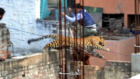 A leopard runs through a built-up area of Meerut in Northern India.