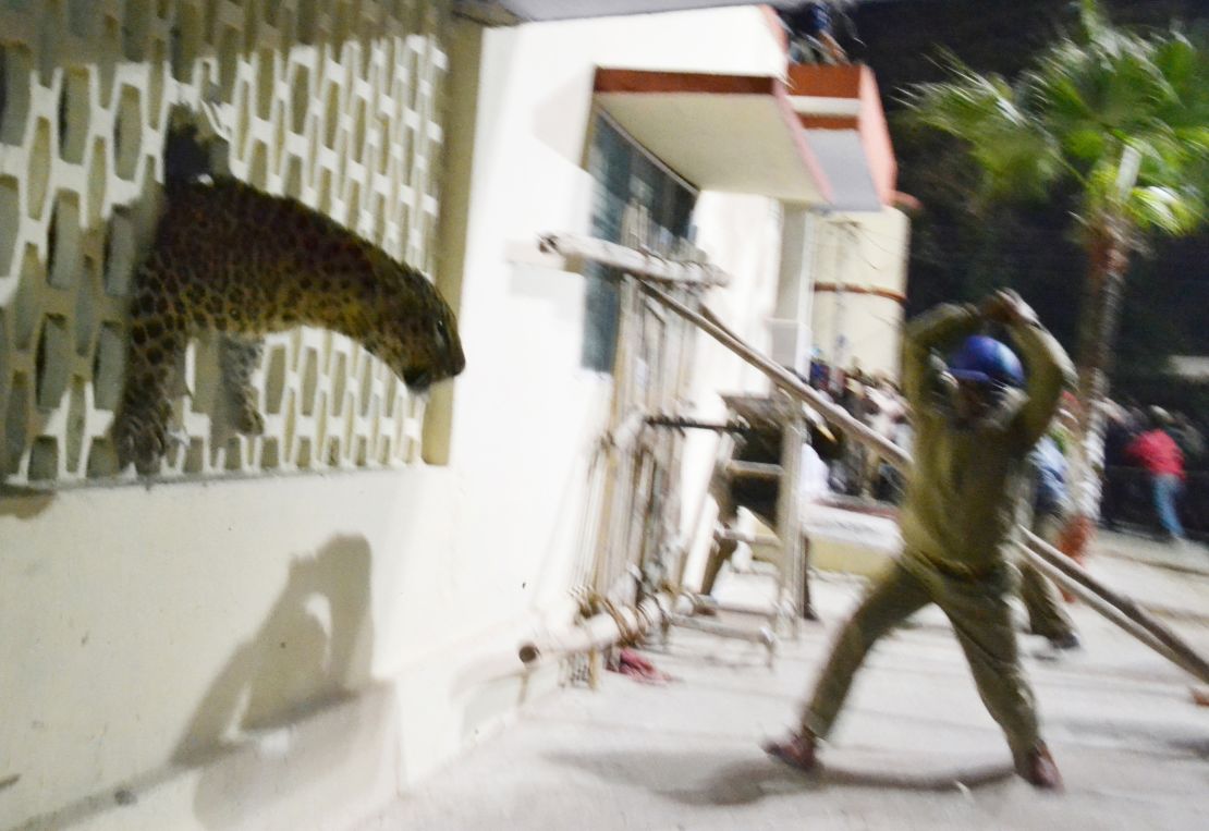 The big cat looks out at a baton-wielding official from a hole in the Meerut Cantonment Hospital wall