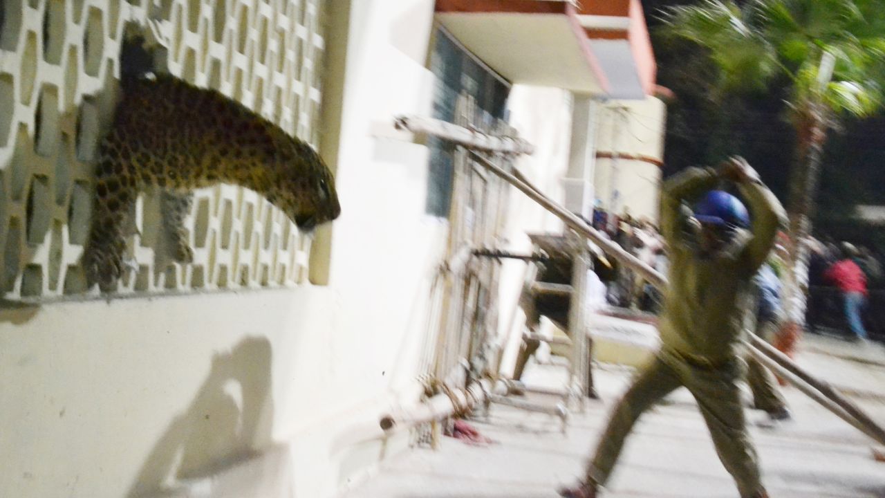 The big cat looks out at a baton-wielding official from a hole in the Meerut Cantonment Hospital wall