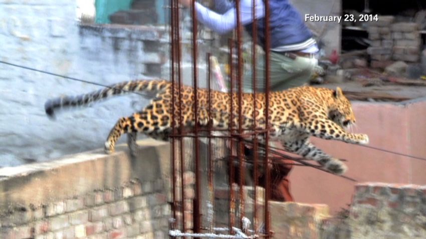 lok udas india leopard on the loose_00005708.jpg