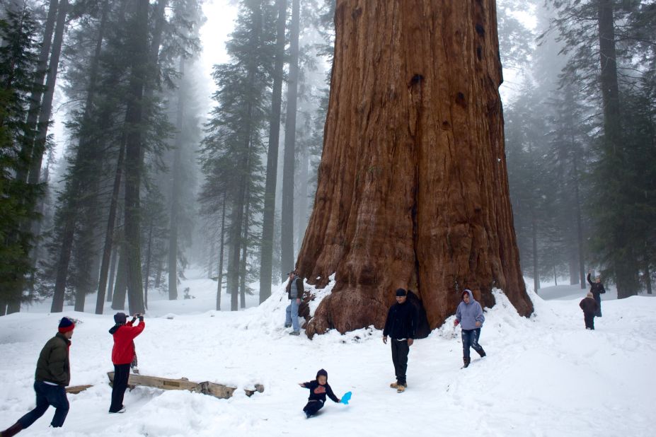 <strong>Largest living tree: </strong>General Sherman, Sequoia National Park, California. The sequoia is the world's largest living tree measured by the volume of its enormous trunk.