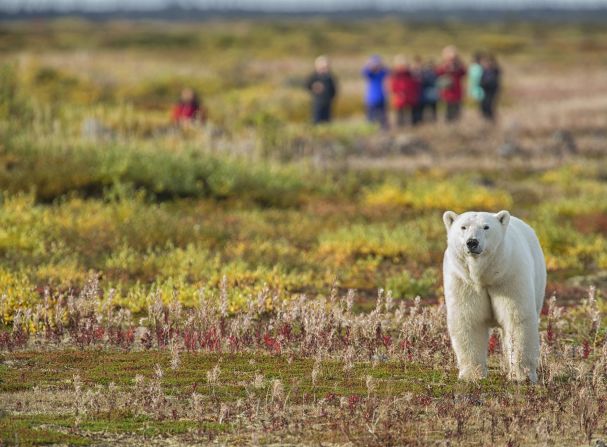Climate change is melting polar bears' Arctic habitat -- you can still see them in the wild in places such as Canada's Hudson Bay. 