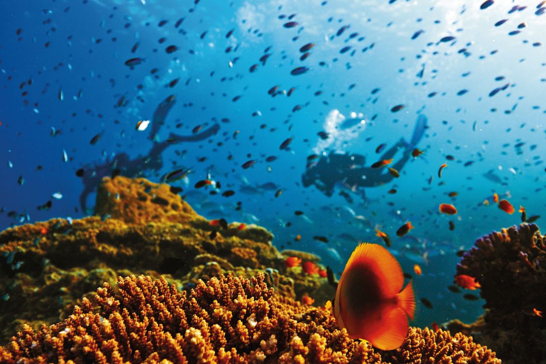 Tracts of the world's largest reef system are in danger. 