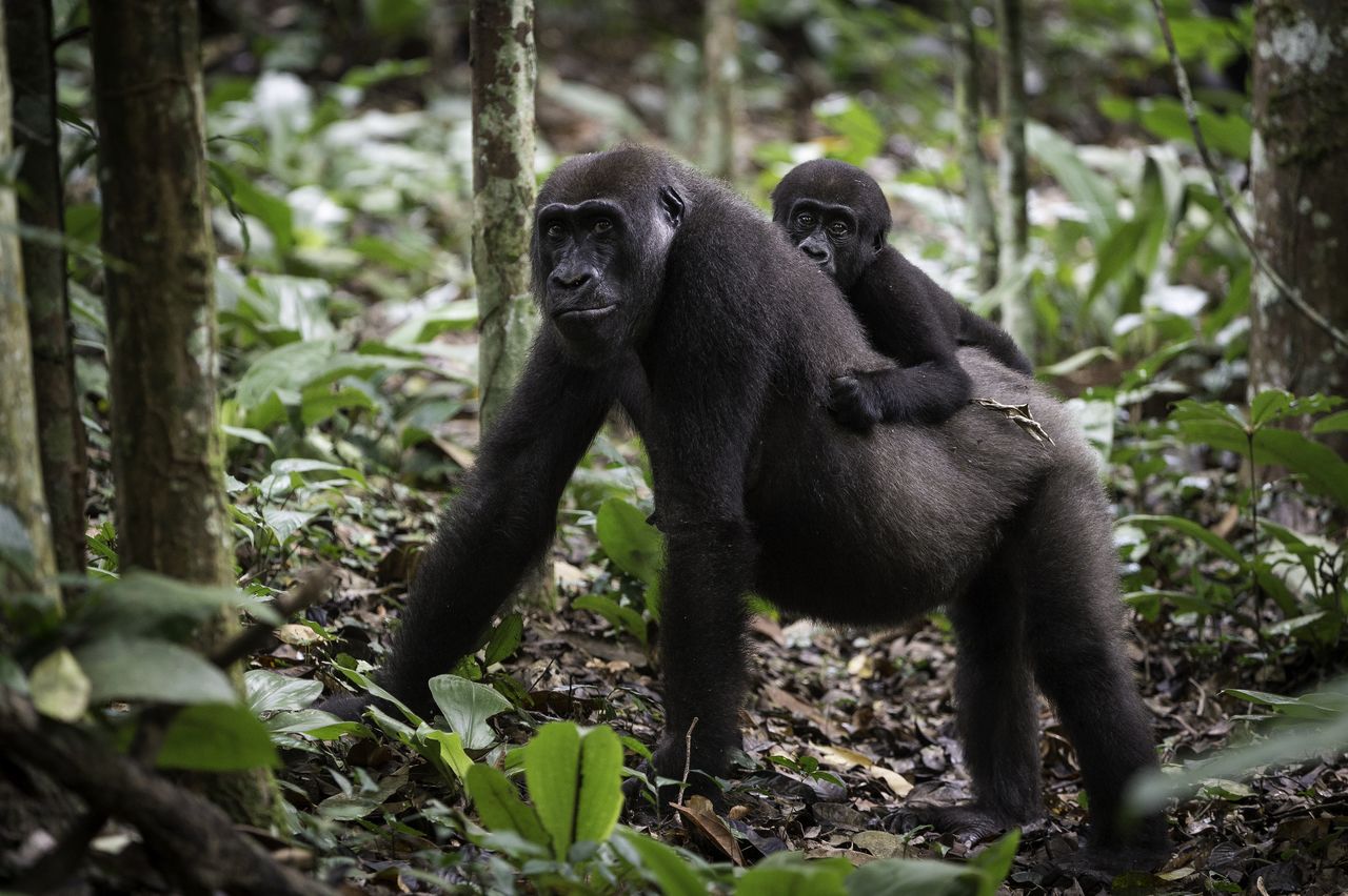 Poaching and disease are decimating the world's largest primate -- you can still watch them in their habitat in the Republic of the Congo.