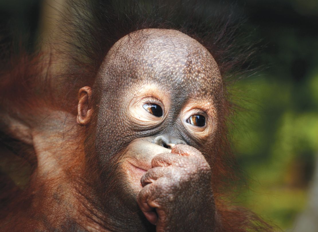 Illegal pet trade is one of orangutans' biggest threats. 