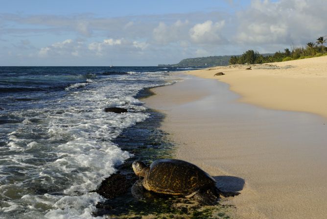 Intense egg collection, fisheries bycatch and light pollution have forced species such as the leatherback, hawksbill and green turtles onto endangered lists.