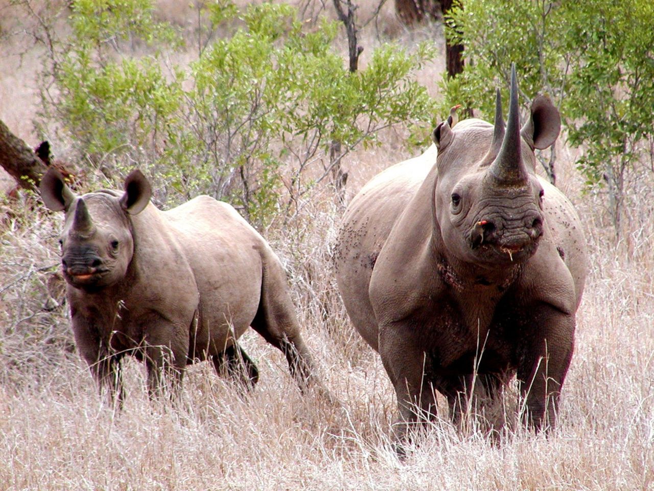 Botswana offers one of the best chances to see rhinoceros, the most endangered of the legendary Big Five African game species.