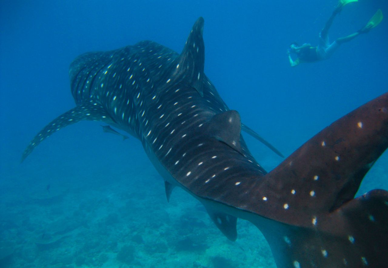 Demand for their meat and fins presents an enormous threat to whale sharks. You can still swim with them off the Philippines.
