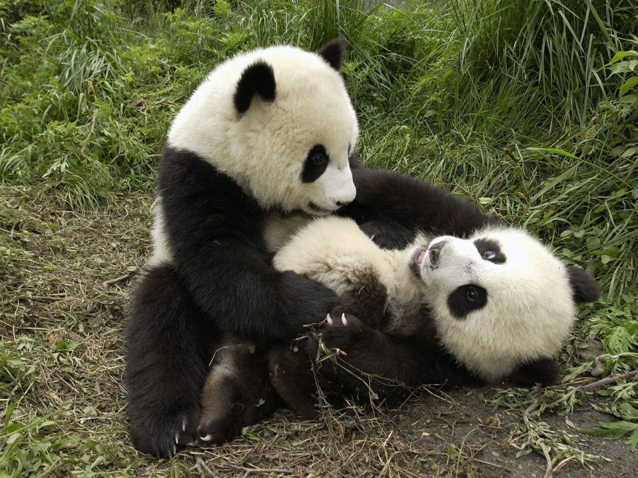 There are only around 1,600 giant pandas left in the wild. 