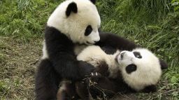 vanishing wilflife experiences panda