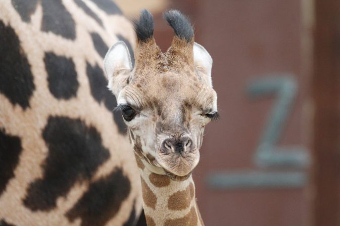 A young Rothschild's giraffe winks to the camera at a zoo in Leipzig, Germany, on Friday, February 21. The giraffe, born on January 18, was named Jamal, which means "beauty" in Arabic.