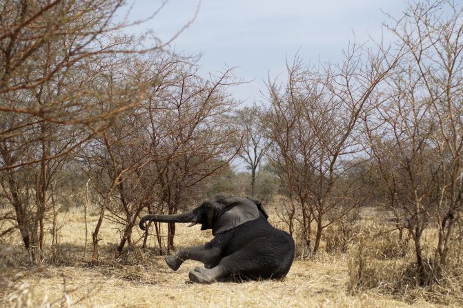 An elephant gets up after being hit with a dart Wednesday, February 23, at Zakouma National Park in Chad. Once sedated, the elephant was fitted with a radio collar that can relay its position in the future and increase the chances it won't be poached. <a href="http://www.cnn.com/2014/02/21/world/gallery/week-in-photos-0221/index.html">See last week in 26 photos.</a>