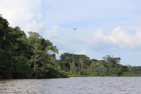 The United Nations declared the Yasuni a World Biosphere Reserve in 1989. Within the park lies the Ishpingo, Tambococha, and Tiputini (ITT) area, home to one of the most intact sections remaining in the Amazon River Basin.