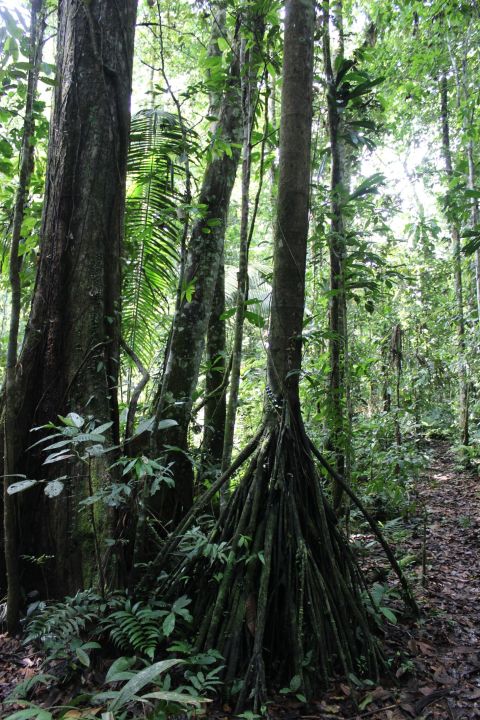 Ecuador's Napo region, including the Yasuni, is now one of the 14 major deforested areas in the world. Ecuador has the highest deforestation rate of any Latin American country, in part because oil is located so deep within the forest that extensive systems of roads must be built to reach it. 