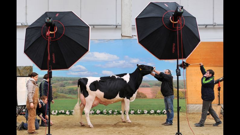 A cow stands in front of a backdrop while it's prepped to have its picture taken during a two-day milker competition in Verden, Germany, on Thursday, February 27.
