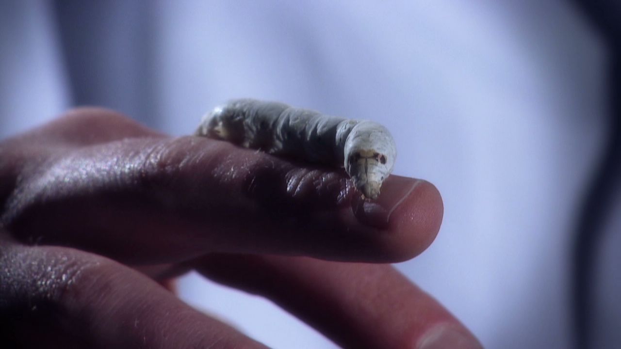 A silkworm