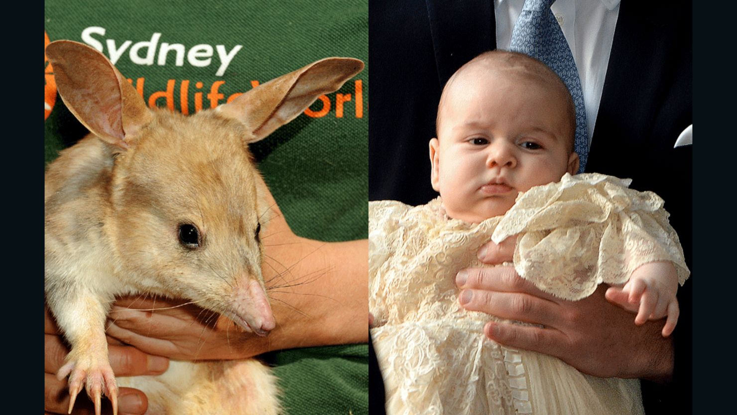 Canberra made a donation to Taronga Zoo's bilby preservation program when Prince George was born. It's unclear if he'll visit.