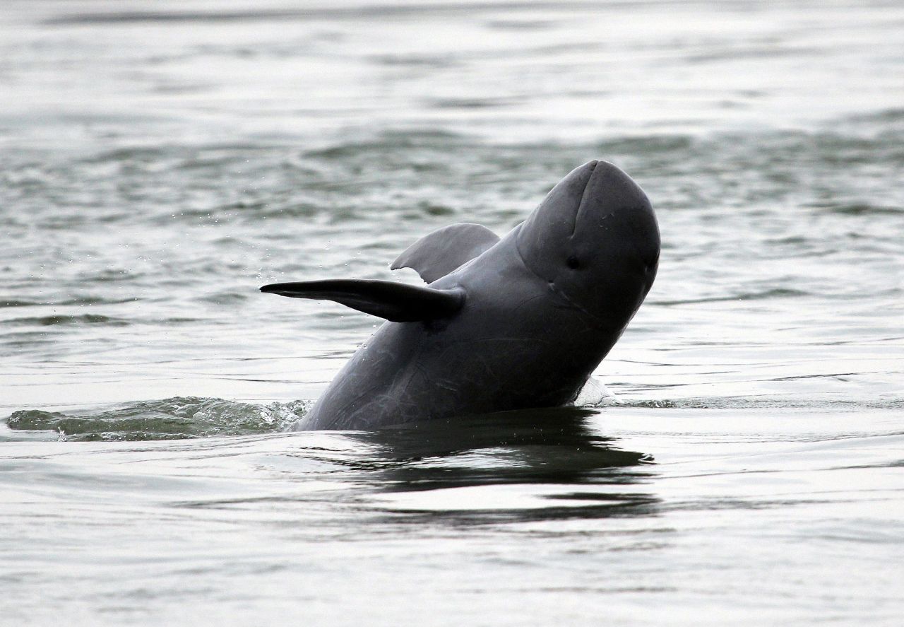 The river is home to vast aquatic wildlife including the endangered Mekong giant catfish and Irrawaddy dolphin, pictured here.
