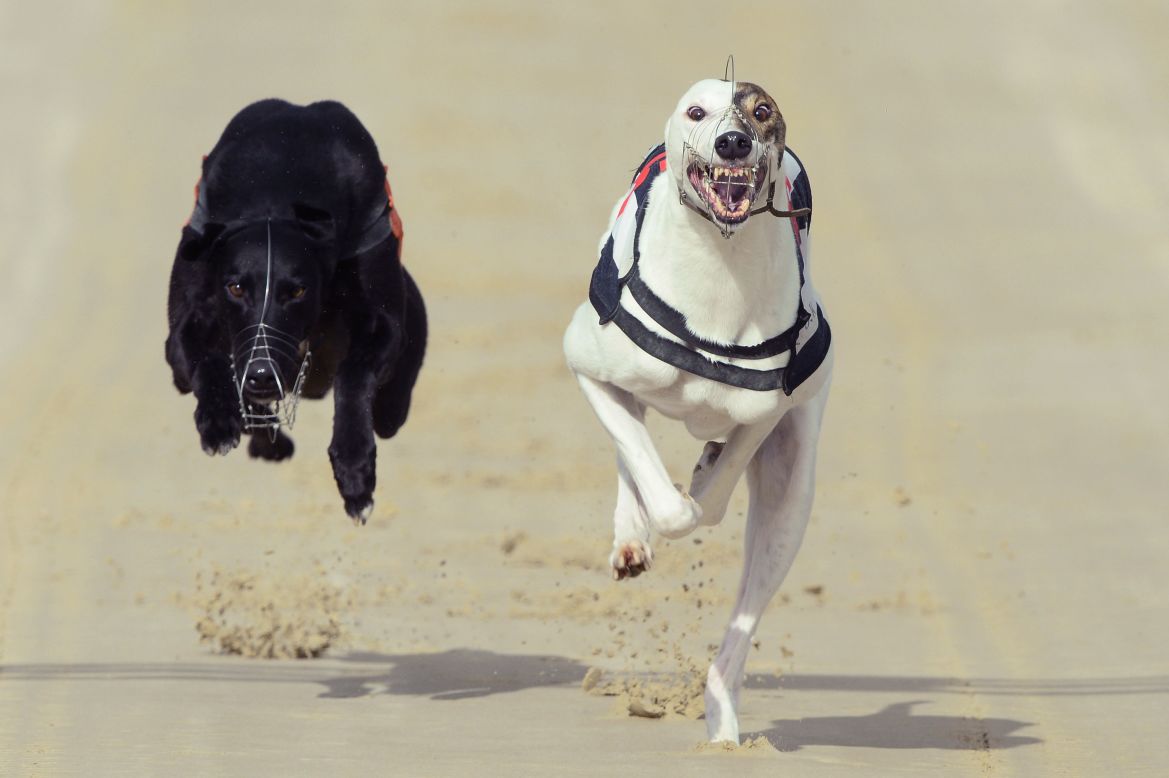 Rose's Risk, right, wins a race Friday, February 28, at the Coral Brighton & Hove Greyhound Stadium in Hove, England.