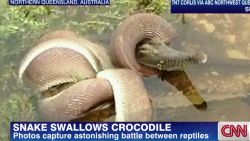 idesk australia snake swallows crocodile_00001130.jpg