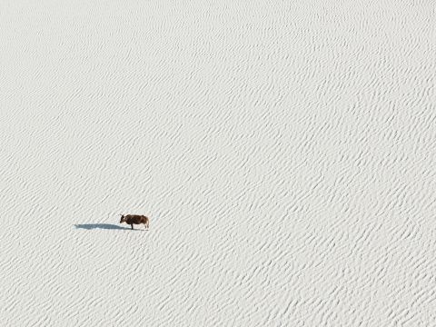 The abstracted landscapes and isolated animals are a particular visual approach that sets the work apart from much of the aerial photography most people see in newspapers, for example.