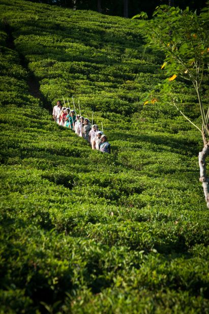 The tea trails and plantations are some of the most scenic, and now five-star experiences, available to visitors looking for a taste of Sri Lankan tea history.