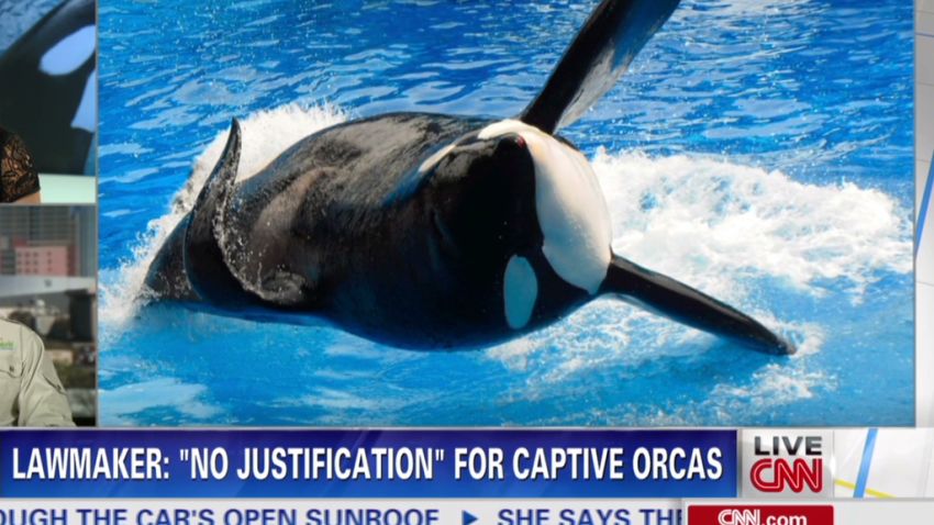 nr intv grey stafford orcas captivity_00015716.jpg