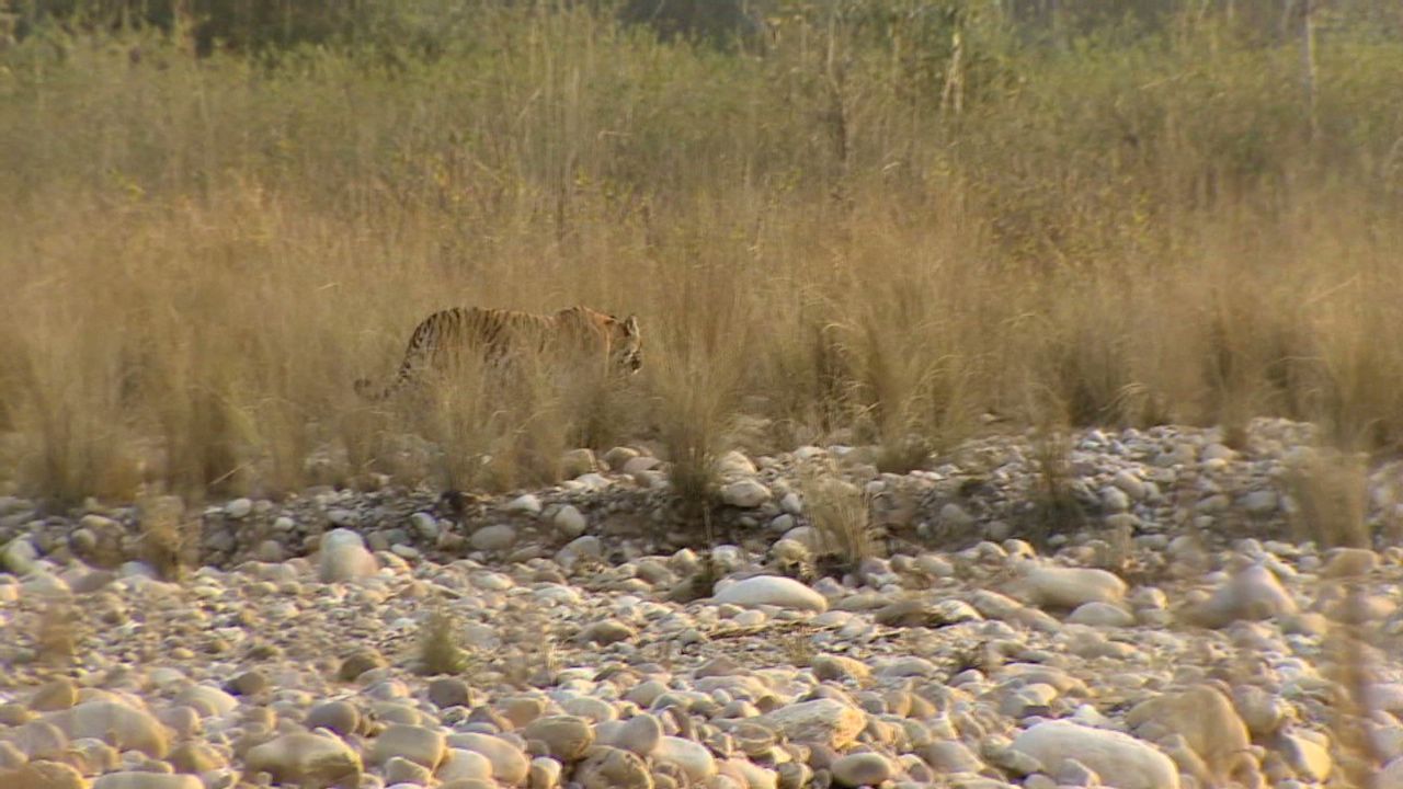 Man-eating tiger stalks Indian villages | CNN