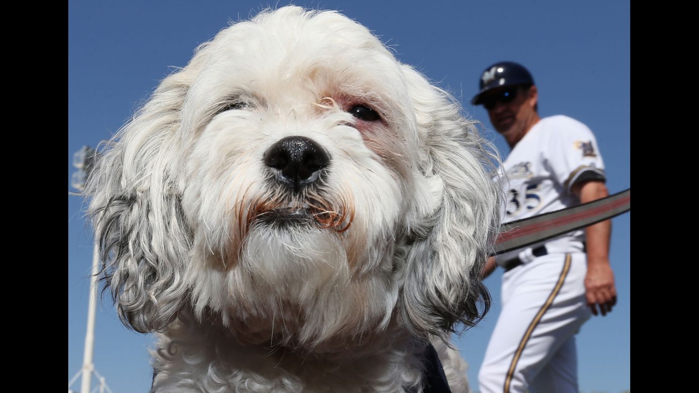Hank the dog sits on the field Friday, March 7, before a spring training baseball game between the Milwaukee Brewers and the San Diego Padres. The Brewers took in the stray after he wandered into their training camp in Phoenix.